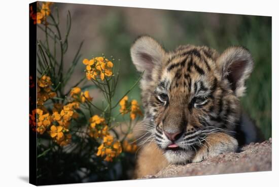 Siberian Tiger Cub-W. Perry Conway-Stretched Canvas