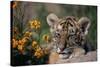 Siberian Tiger Cub-W. Perry Conway-Stretched Canvas