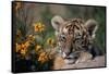 Siberian Tiger Cub-W. Perry Conway-Framed Stretched Canvas