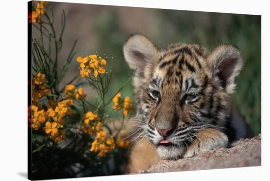 Siberian Tiger Cub-W. Perry Conway-Stretched Canvas