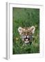 Siberian Tiger Cub-W. Perry Conway-Framed Photographic Print