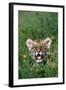 Siberian Tiger Cub-W. Perry Conway-Framed Photographic Print