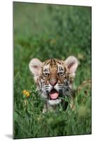 Siberian Tiger Cub-W. Perry Conway-Mounted Photographic Print