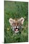 Siberian Tiger Cub-W. Perry Conway-Mounted Photographic Print