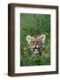 Siberian Tiger Cub-W. Perry Conway-Framed Photographic Print