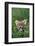 Siberian Tiger Cub-W. Perry Conway-Framed Photographic Print