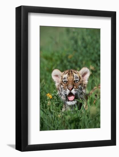 Siberian Tiger Cub-W. Perry Conway-Framed Photographic Print