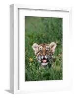 Siberian Tiger Cub-W. Perry Conway-Framed Photographic Print