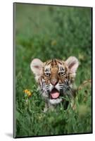 Siberian Tiger Cub-W. Perry Conway-Mounted Photographic Print