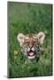 Siberian Tiger Cub-W. Perry Conway-Mounted Photographic Print