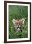 Siberian Tiger Cub-W. Perry Conway-Framed Photographic Print