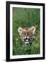 Siberian Tiger Cub-W. Perry Conway-Framed Photographic Print