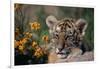 Siberian Tiger Cub-W. Perry Conway-Framed Photographic Print