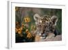 Siberian Tiger Cub-W. Perry Conway-Framed Photographic Print