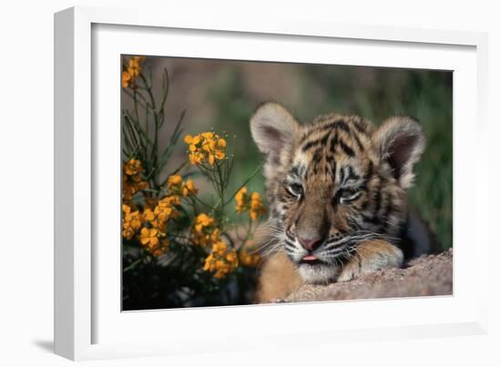 Siberian Tiger Cub-W. Perry Conway-Framed Photographic Print