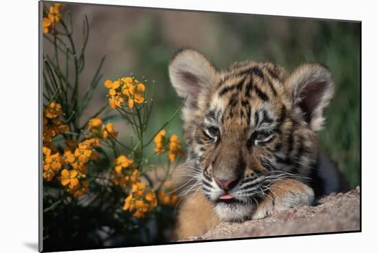 Siberian Tiger Cub-W. Perry Conway-Mounted Photographic Print