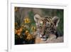 Siberian Tiger Cub-W. Perry Conway-Framed Photographic Print