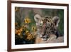 Siberian Tiger Cub-W. Perry Conway-Framed Photographic Print