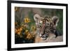 Siberian Tiger Cub-W. Perry Conway-Framed Photographic Print