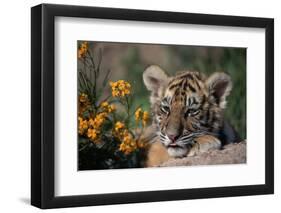 Siberian Tiger Cub-W. Perry Conway-Framed Photographic Print