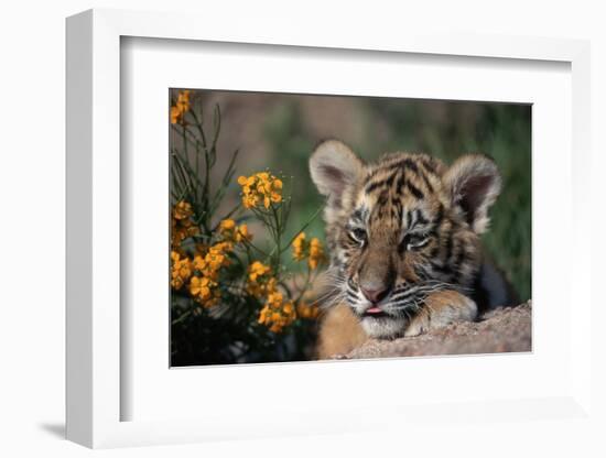 Siberian Tiger Cub-W. Perry Conway-Framed Photographic Print