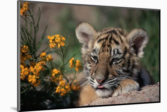 Siberian Tiger Cub-W. Perry Conway-Mounted Photographic Print