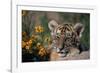 Siberian Tiger Cub-W. Perry Conway-Framed Photographic Print