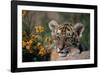 Siberian Tiger Cub-W. Perry Conway-Framed Photographic Print