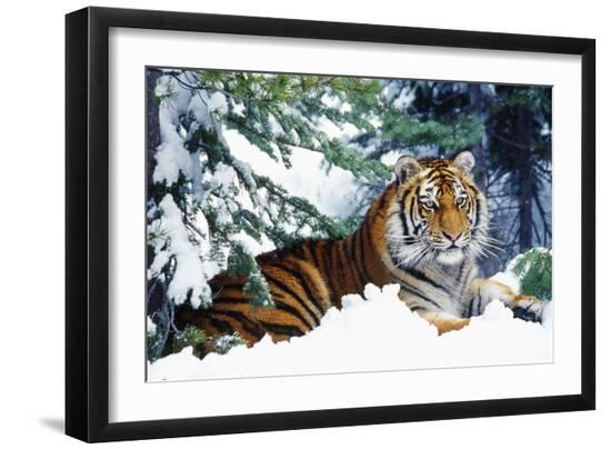 Photographic Print, , large