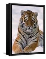 Siberian Tiger in Snow, Panthera Tigris Altaica-Lynn M^ Stone-Framed Stretched Canvas
