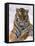 Siberian Tiger in Snow, Panthera Tigris Altaica-Lynn M^ Stone-Framed Stretched Canvas