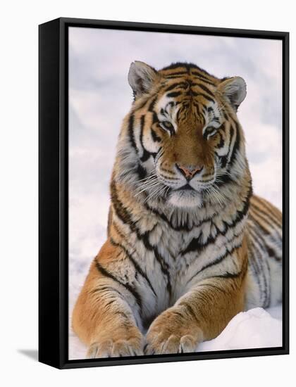 Siberian Tiger in Snow, Panthera Tigris Altaica-Lynn M^ Stone-Framed Stretched Canvas