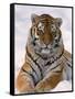 Siberian Tiger in Snow, Panthera Tigris Altaica-Lynn M^ Stone-Framed Stretched Canvas