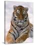 Siberian Tiger in Snow, Panthera Tigris Altaica-Lynn M^ Stone-Stretched Canvas