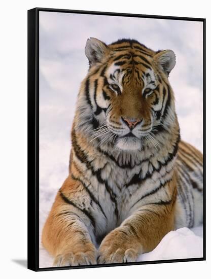 Siberian Tiger in Snow, Panthera Tigris Altaica-Lynn M^ Stone-Framed Stretched Canvas