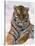 Siberian Tiger in Snow, Panthera Tigris Altaica-Lynn M^ Stone-Stretched Canvas