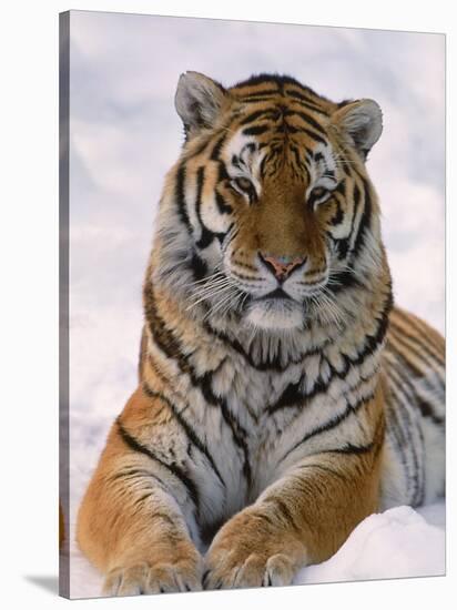 Siberian Tiger in Snow, Panthera Tigris Altaica-Lynn M^ Stone-Stretched Canvas