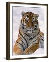 Siberian Tiger in Snow, Panthera Tigris Altaica-Lynn M^ Stone-Framed Premium Photographic Print