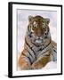 Siberian Tiger in Snow, Panthera Tigris Altaica-Lynn M^ Stone-Framed Premium Photographic Print