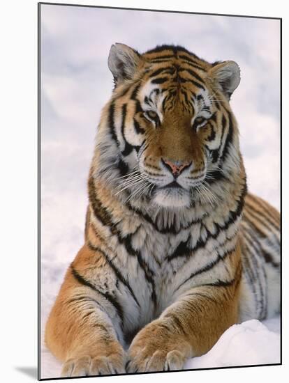 Siberian Tiger in Snow, Panthera Tigris Altaica-Lynn M^ Stone-Mounted Premium Photographic Print