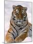 Siberian Tiger in Snow, Panthera Tigris Altaica-Lynn M^ Stone-Mounted Premium Photographic Print