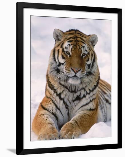 Siberian Tiger in Snow, Panthera Tigris Altaica-Lynn M^ Stone-Framed Premium Photographic Print