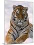 Siberian Tiger in Snow, Panthera Tigris Altaica-Lynn M^ Stone-Mounted Premium Photographic Print