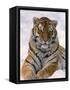 Siberian Tiger in Snow, Panthera Tigris Altaica-Lynn M^ Stone-Framed Stretched Canvas