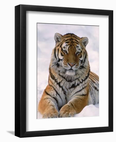 Siberian Tiger in Snow, Panthera Tigris Altaica-Lynn M^ Stone-Framed Premium Photographic Print