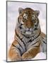 Siberian Tiger in Snow, Panthera Tigris Altaica-Lynn M^ Stone-Mounted Premium Photographic Print