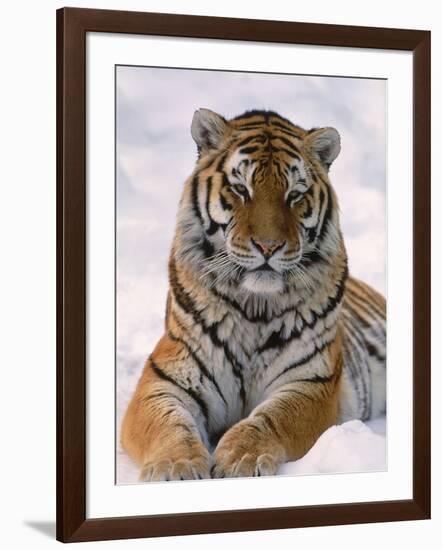 Siberian Tiger in Snow, Panthera Tigris Altaica-Lynn M^ Stone-Framed Photographic Print