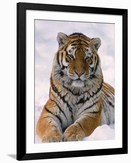 Siberian Tiger in Snow, Panthera Tigris Altaica-Lynn M^ Stone-Framed Photographic Print