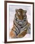 Siberian Tiger in Snow, Panthera Tigris Altaica-Lynn M^ Stone-Framed Photographic Print