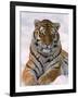 Siberian Tiger in Snow, Panthera Tigris Altaica-Lynn M^ Stone-Framed Photographic Print